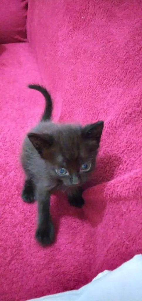 Gato raça SRD-ViraLata idade Abaixo de 2 meses nome Sem Nome