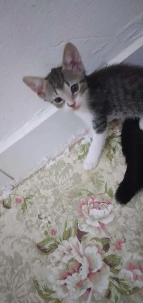 Gato raça SRD-ViraLata idade Abaixo de 2 meses nome Sem Nome
