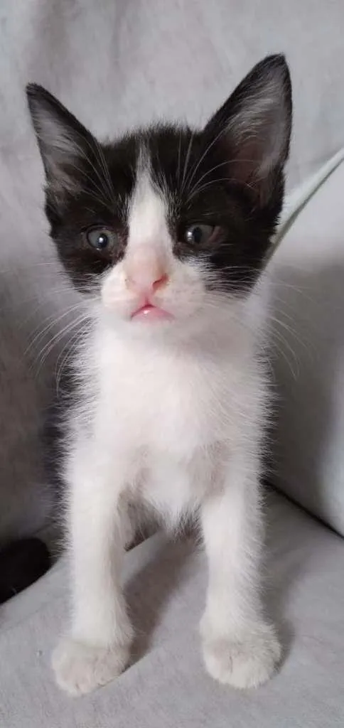 Gato raça SRD-ViraLata idade Abaixo de 2 meses nome Sem Nome
