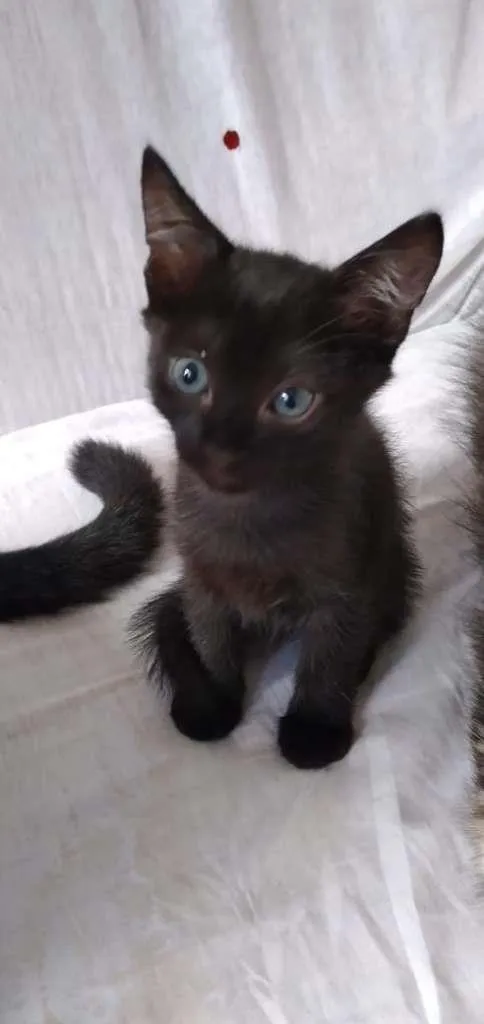 Gato raça SRD-ViraLata idade Abaixo de 2 meses nome Sem Nome