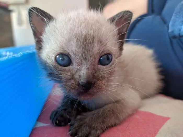 Gato raça SRD-ViraLata idade Abaixo de 2 meses nome Sem Nome