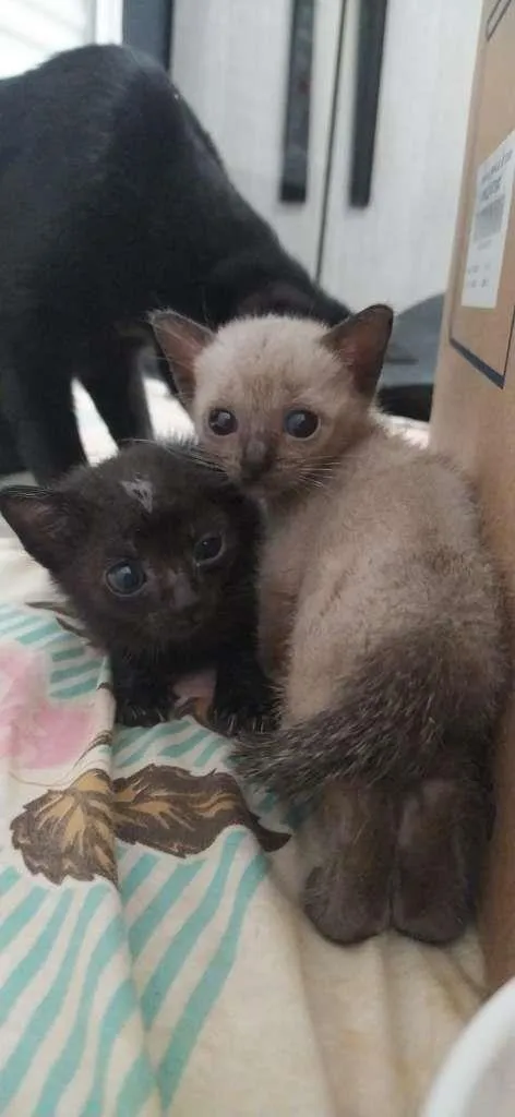 Gato raça SRD-ViraLata idade Abaixo de 2 meses nome Sem Nome