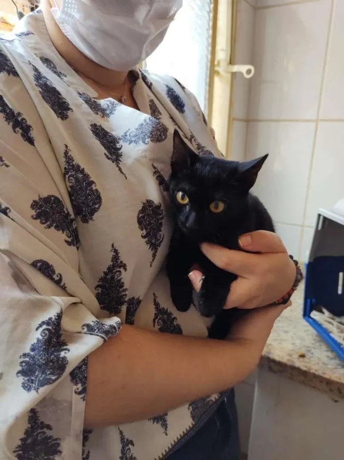 Gato raça SRD-ViraLata idade Abaixo de 2 meses nome Sem Nome
