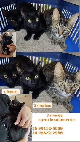 Gato raça SRD-ViraLata idade Abaixo de 2 meses nome Sem Nome