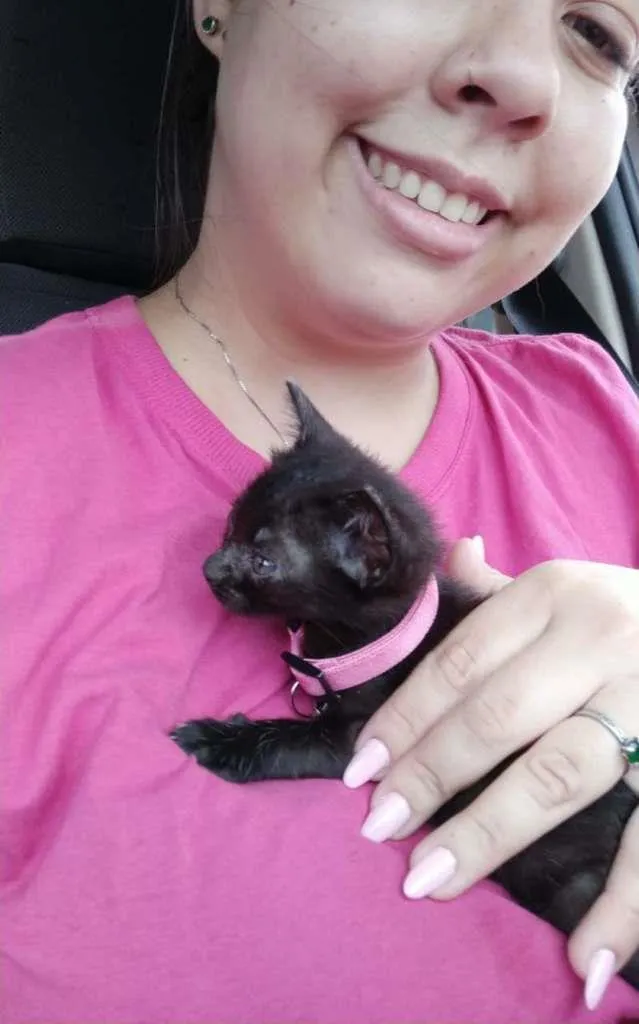 Gato raça SRD-ViraLata idade Abaixo de 2 meses nome Sem Nome