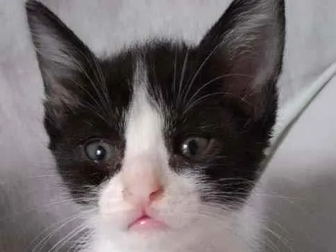 Gato raça SRD-ViraLata idade Abaixo de 2 meses nome Sem Nome