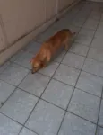 Cachorro raça Salsicha idade  nome Caramelo