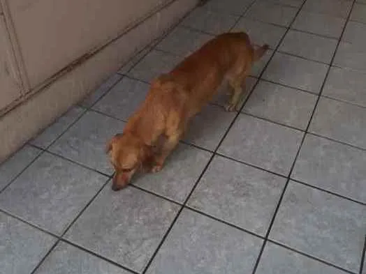 Cachorro raça Salsicha idade  nome Caramelo