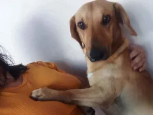 Cachorro raça Salsicha idade  nome Caramelo