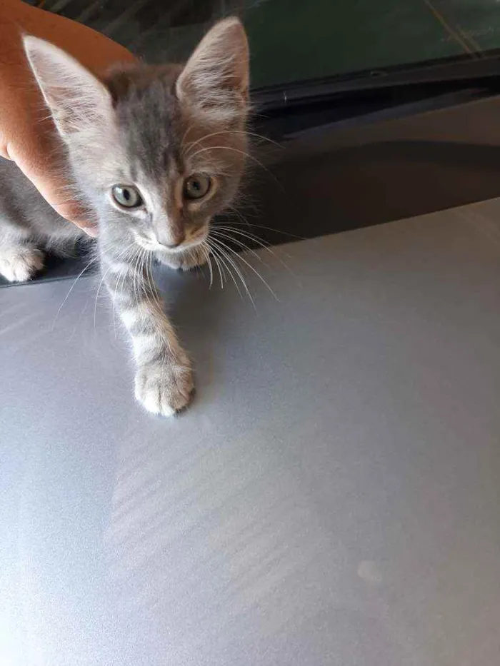 Gato raça ? idade 2 a 6 meses nome Freya, Frigg, Baldur