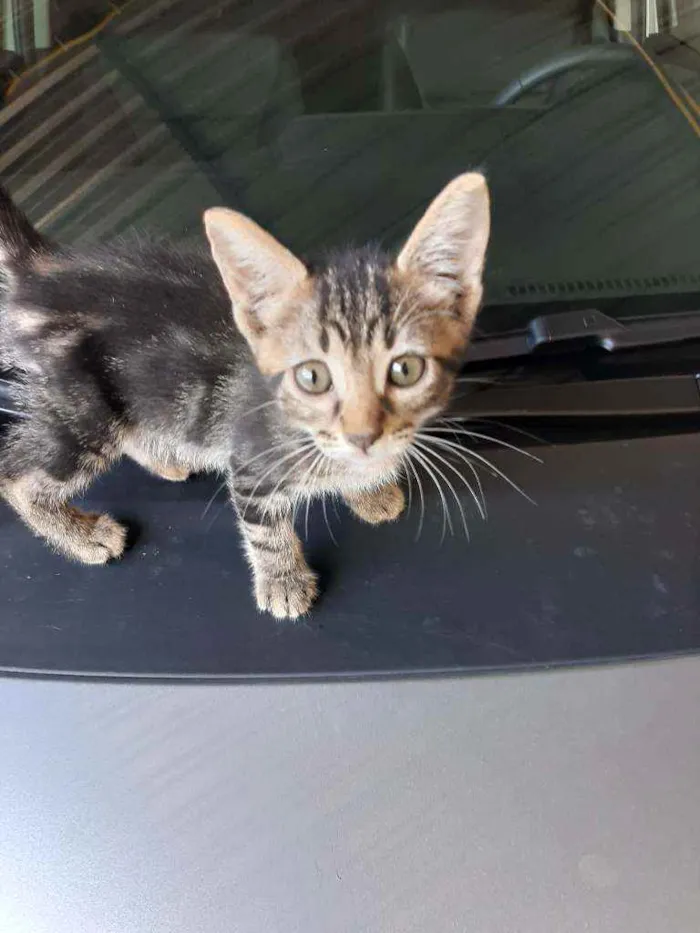 Gato raça ? idade 2 a 6 meses nome Freya, Frigg, Baldur