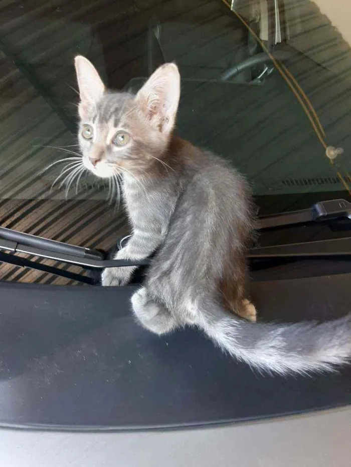 Gato raça ? idade 2 a 6 meses nome Freya, Frigg, Baldur