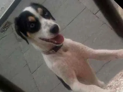 Cachorro raça SRD e mestiço a shitysu idade 7 a 11 meses nome Kiara e pretim