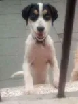 Kiara e pretim