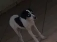 Kiara e pretim