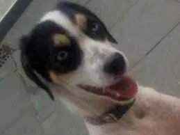 Cachorro raça SRD e mestiço a shitysu idade 7 a 11 meses nome Kiara e pretim
