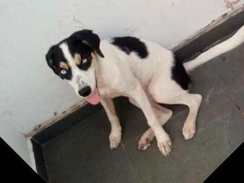 Cachorro raça SRD e mestiço a shitysu idade 7 a 11 meses nome Kiara e pretim