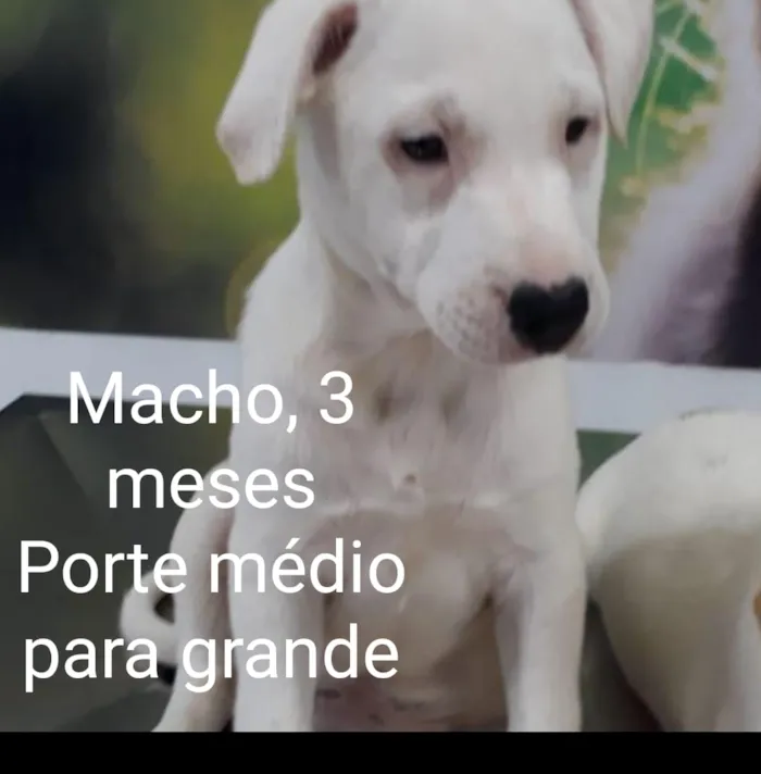 Cachorro ra a Srd idade 2 a 6 meses nome CÃEZINHOS FILHOTES 