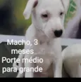 CÃEZINHOS FILHOTES