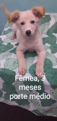 CÃEZINHOS FILHOTES