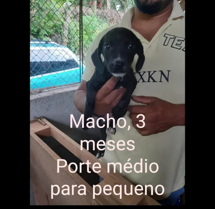 Cachorro ra a Srd idade 2 a 6 meses nome CÃEZINHOS FILHOTES 