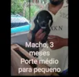 CÃEZINHOS FILHOTES