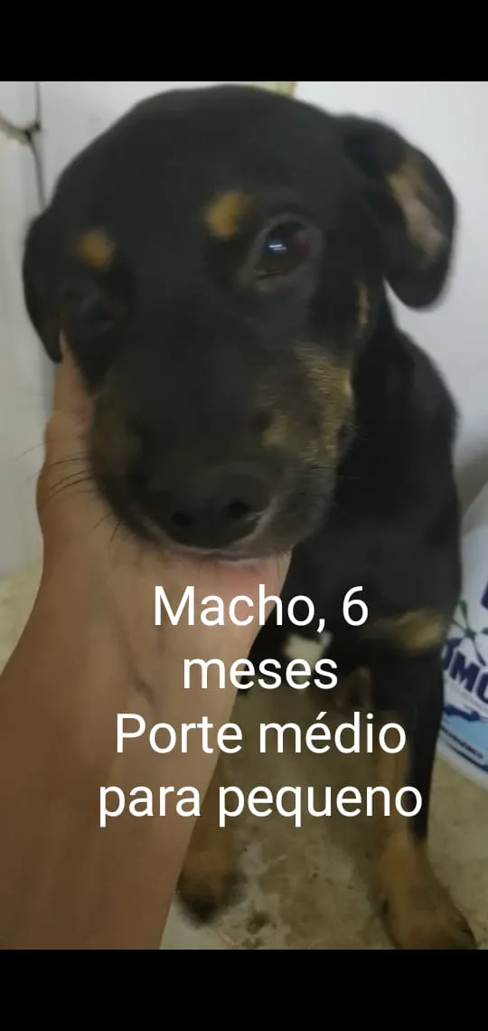 Cachorro ra a Srd idade 2 a 6 meses nome CÃEZINHOS FILHOTES 