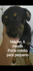 CÃEZINHOS FILHOTES