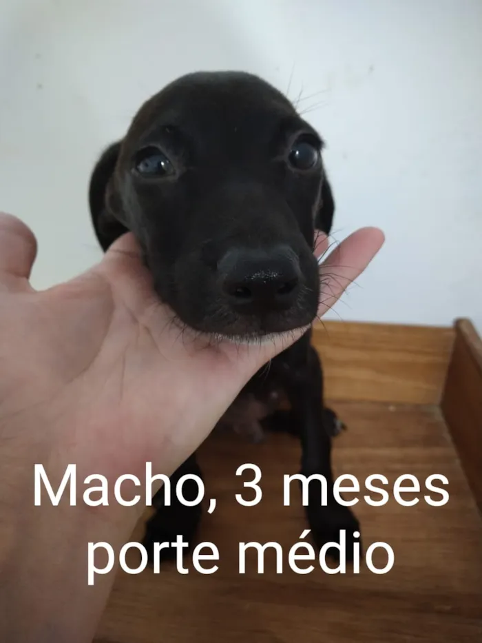 Cachorro ra a Srd idade 2 a 6 meses nome CÃEZINHOS FILHOTES 