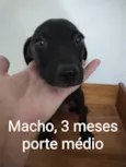 CÃEZINHOS FILHOTES