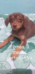 CÃEZINHOS FILHOTES