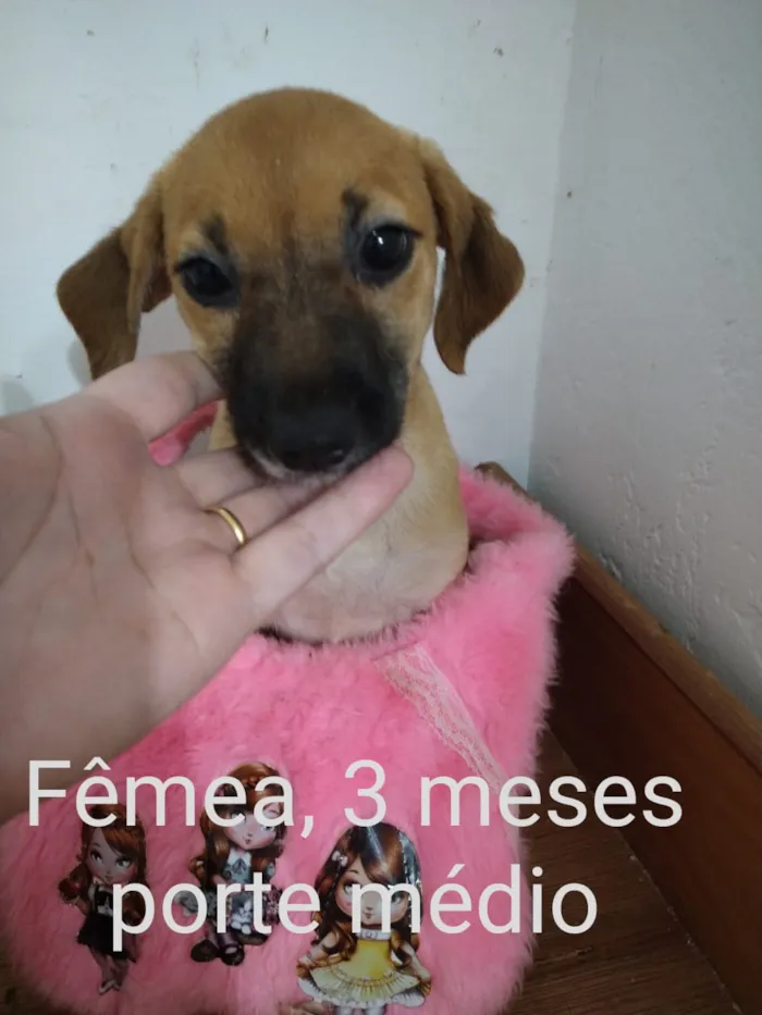 Cachorro ra a Srd idade 2 a 6 meses nome CÃEZINHOS FILHOTES 