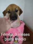 CÃEZINHOS FILHOTES