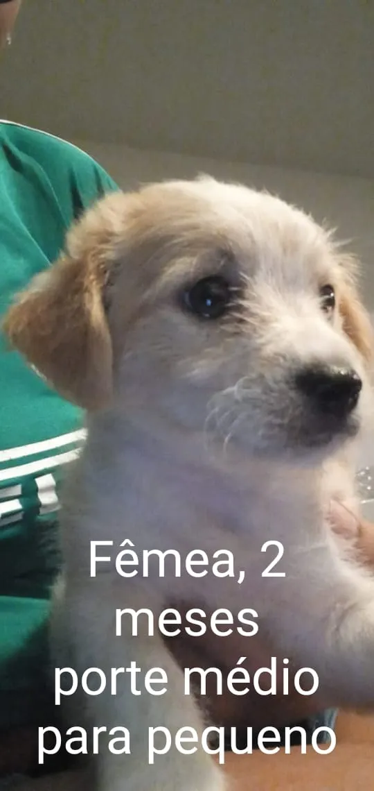 Cachorro ra a Srd idade 2 a 6 meses nome CÃEZINHOS FILHOTES 