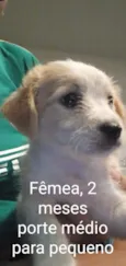 CÃEZINHOS FILHOTES