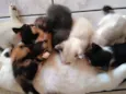 Gatinhos