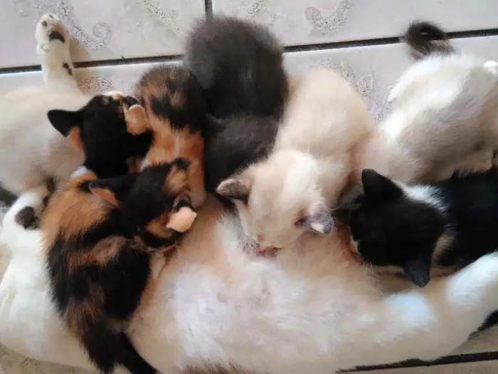 Gato ra a Mistura de himalaio idade Abaixo de 2 meses nome Gatinhos