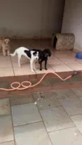 Kiara e pretim