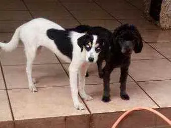 Cachorro raça SRD e mestiço a shitysu idade 7 a 11 meses nome Kiara e pretim