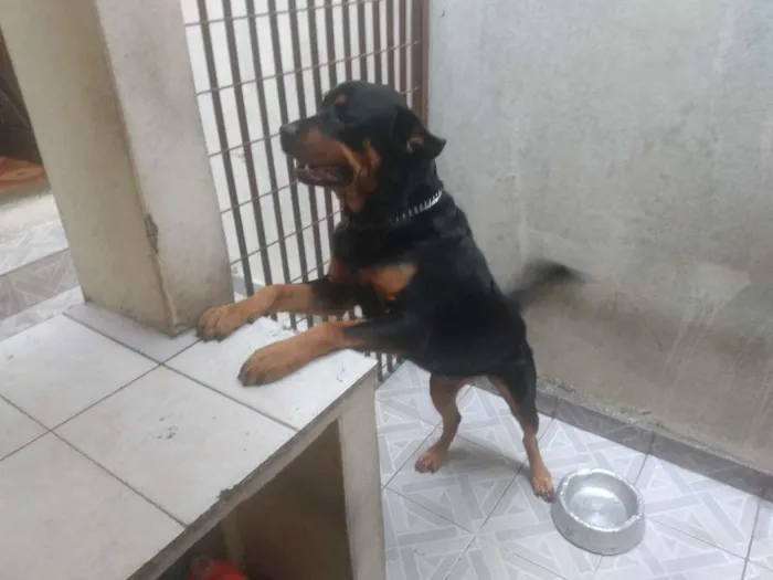 Cachorro ra a Rottweiler idade 3 anos nome Pandora
