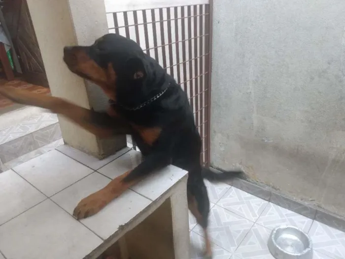 Cachorro ra a Rottweiler idade 3 anos nome Pandora