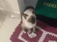 Tobias