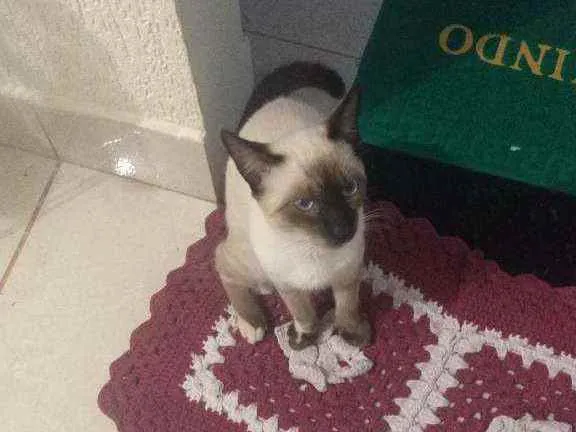 Gato raça Mestiço idade 7 a 11 meses nome Tobias