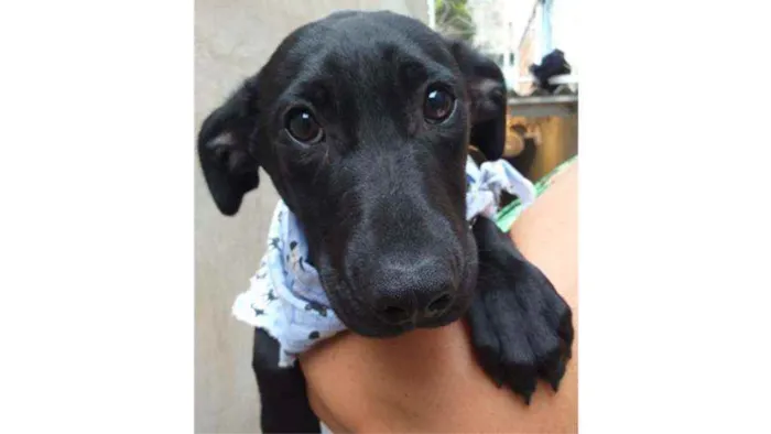 Cachorro ra a SRD idade 7 a 11 meses nome Dom