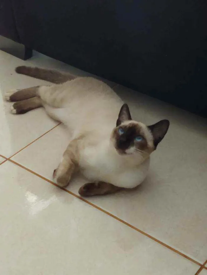 Gato raça Mestiço idade 7 a 11 meses nome Tobias