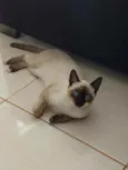 Tobias
