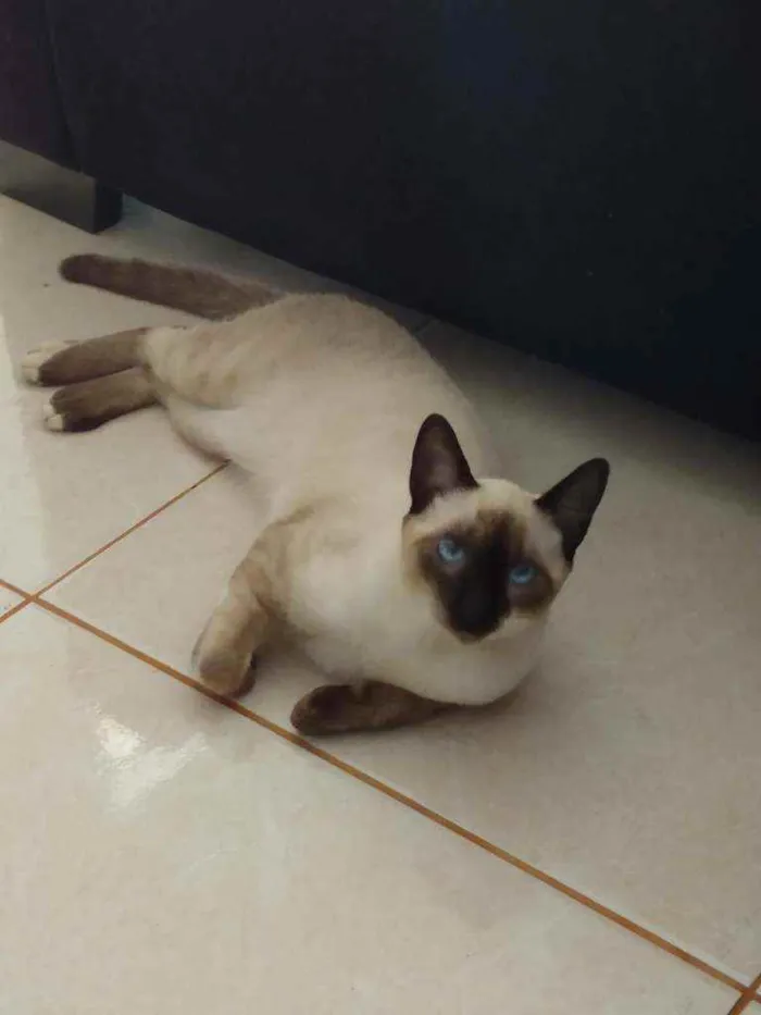 Gato raça Mestiço idade 7 a 11 meses nome Tobias