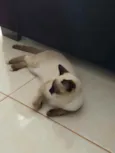 Tobias