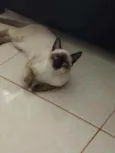 Tobias