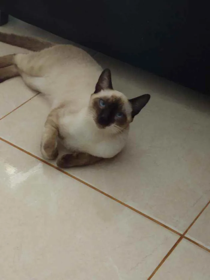 Gato raça Mestiço idade 7 a 11 meses nome Tobias